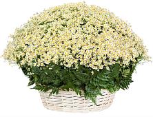 Цветочная композиция из Ромашки в корзине #REPLACE_PRED# Линёво Новосибирской области